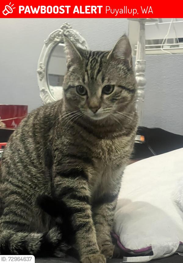 Lost Male Cat last seen Brookfield farms neighborhood , Puyallup, WA 98375