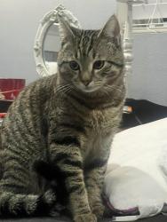 Lost Male Cat last seen Brookfield farms neighborhood , Puyallup, WA 98375
