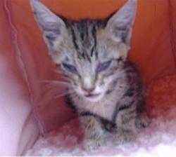 Shelter Stray Female Cat last seen , Downey, CA 90242
