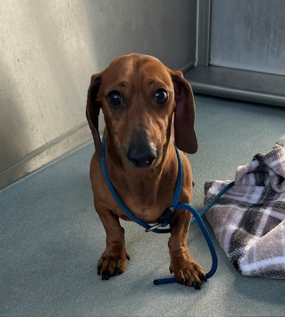 Shelter Stray Male Dog last seen , Irwindale, CA 91706
