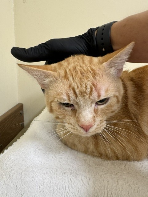 Shelter Stray Male Cat last seen BOYCE RD, Fremont, CA 94538