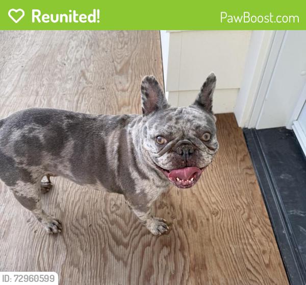 Reunited Unknown Dog last seen Mar Vista St - running loose , Whittier, CA 90602