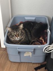 Lost Male Cat last seen Mountain Highway, Graham, WA 98338