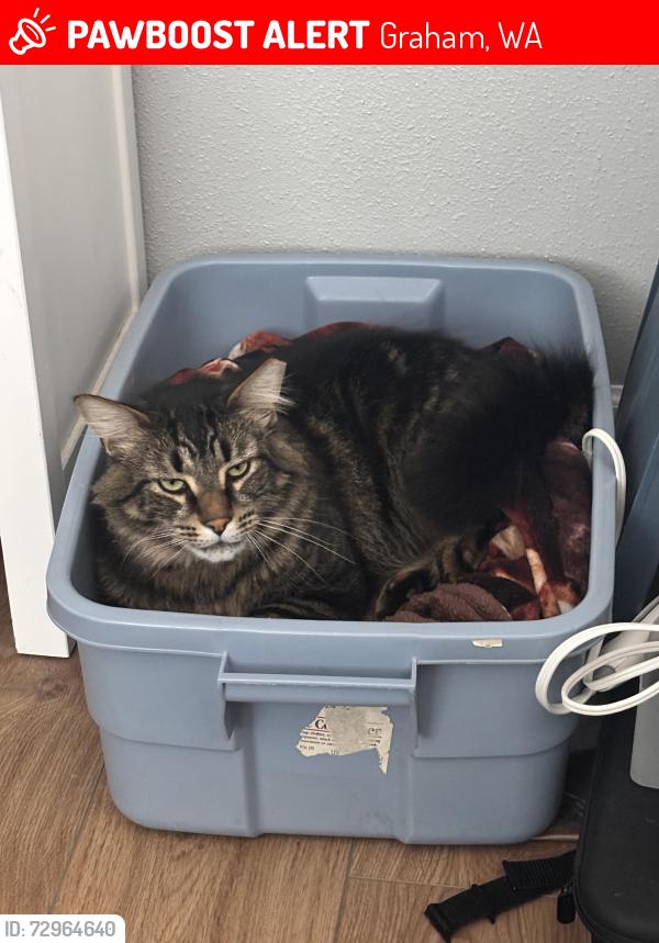 Lost Male Cat last seen Mountain Highway, Graham, WA 98338