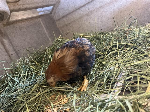 Shelter Stray Unknown Bird last seen , Camarillo, CA 93010