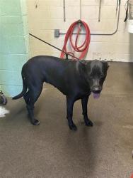 Shelter Stray Female Dog last seen NORTHFIELD DR & NORTHVIEW DR, Sacramento, CA 95818