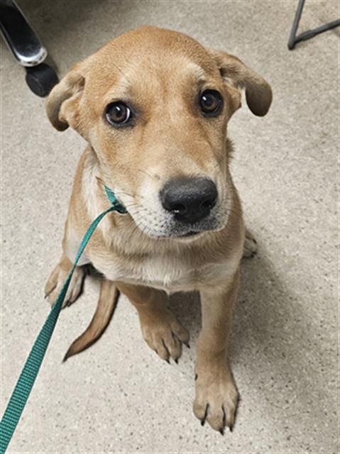 Shelter Stray Female Dog last seen Near BLOCK E CALIFORNIA AVE, BAKERSFIELD CA 93307, Bakersfield, CA 93308