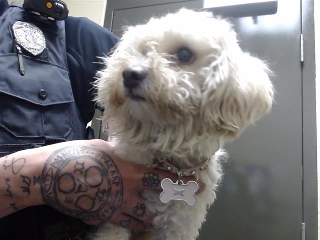 Shelter Stray Female Dog last seen Near BLOCK N BLACKHAWK WAY, DENVER CO 80239, Denver, CO 80223