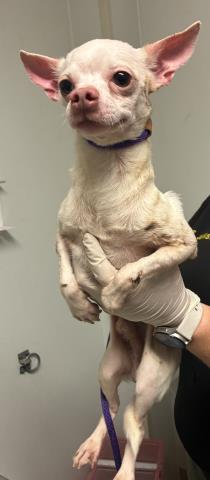 Shelter Stray Male Dog last seen Near BLOCK WATER ST, BAKERSFIELD CA 93305, Bakersfield, CA 93308