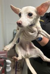 Shelter Stray Male Dog last seen Near BLOCK WATER ST, BAKERSFIELD CA 93305, Bakersfield, CA 93308