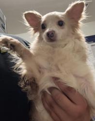 Shelter Stray Male Dog last seen Near BLOCK WATER ST, BAKERSFIELD CA 93305, Bakersfield, CA 93308