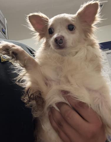 Shelter Stray Male Dog last seen Near BLOCK WATER ST, BAKERSFIELD CA 93305, Bakersfield, CA 93308