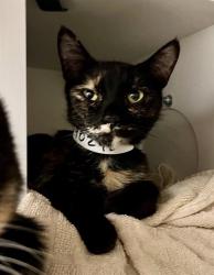 Shelter Stray Female Cat last seen , San Francisco, CA 94103