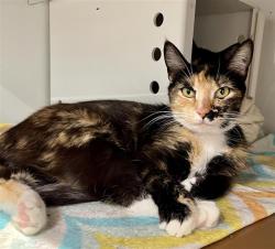 Shelter Stray Female Cat last seen , San Francisco, CA 94103