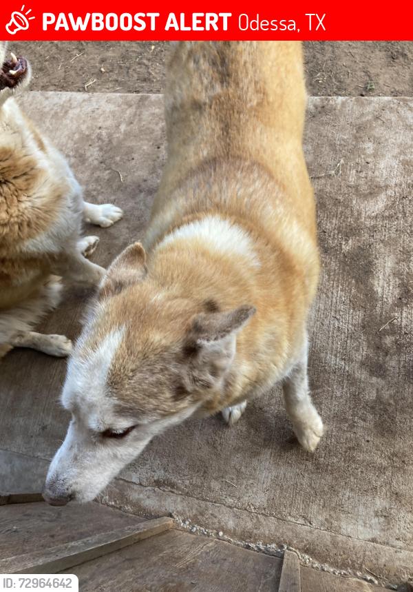 Lost Male Dog last seen Crescent 14th, Odessa, TX 79761