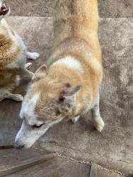 Lost Male Dog last seen Crescent 14th, Odessa, TX 79761