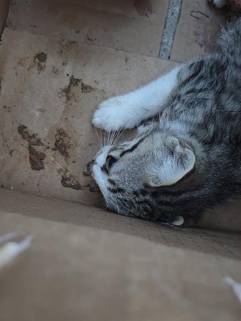 Shelter Stray Female Cat last seen Near BLOCK N CALAVERAS, San Antonio, TX 78227