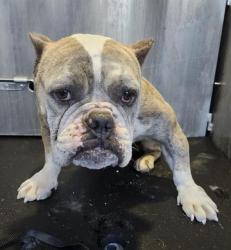 Shelter Stray Female Dog last seen Near BLOCK KIMBERLY DR, San Antonio, TX 78227