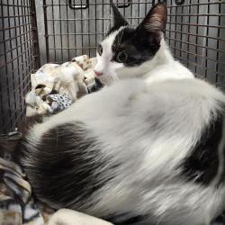 Shelter Stray Female Cat last seen Near BLOCK GREER ST *TNR EXACT*, San Antonio, TX 78227