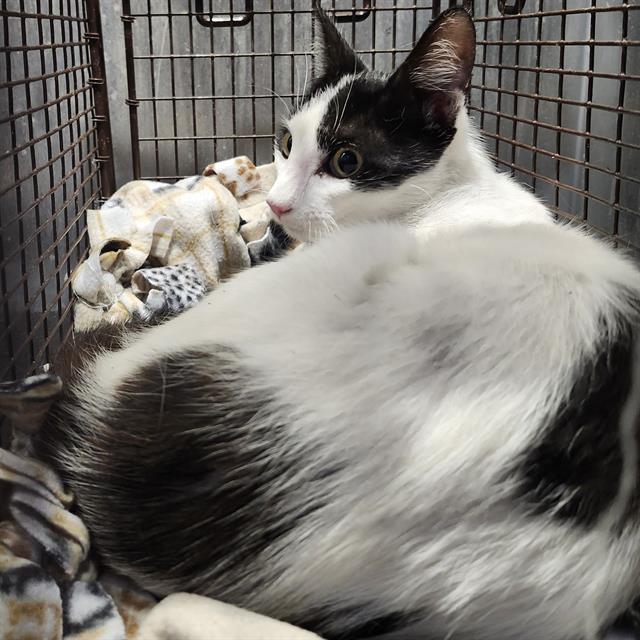 Shelter Stray Female Cat last seen Near BLOCK GREER ST *TNR EXACT*, San Antonio, TX 78227