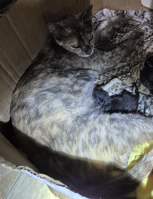 Shelter Stray Female Cat last seen W LAUREL, San Antonio, TX 78227