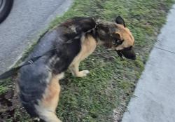 Shelter Stray Female Dog last seen MERKENS, San Antonio, TX 78227