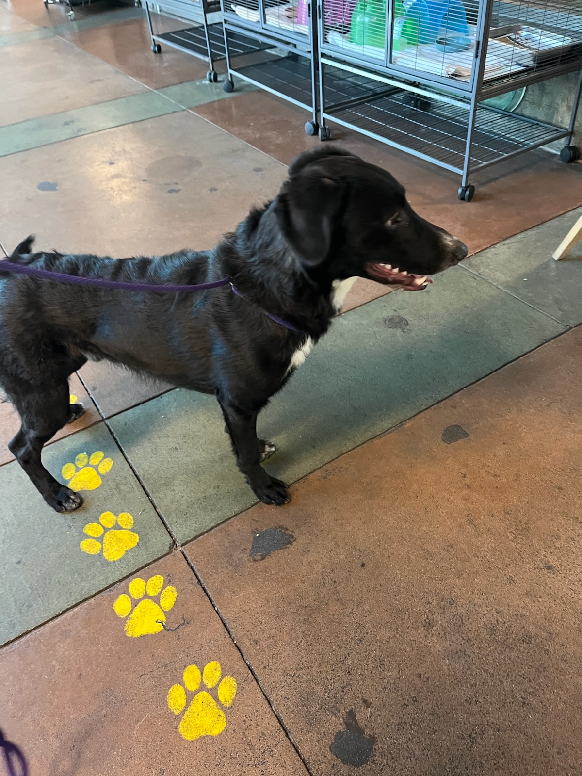 Shelter Stray Male Dog last seen , Los Angeles, CA 91405