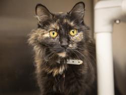 Shelter Stray Female Cat last seen Near BLOCK W KENT DR, Phoenix, AZ 85008