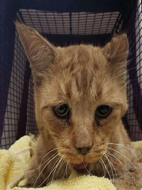 Shelter Stray Male Cat last seen , Tucson, AZ 85745