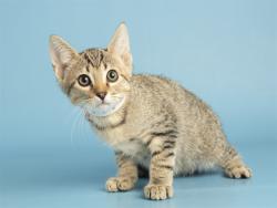 Shelter Stray Male Cat last seen Near BLOCK MARCO POLO RD, Phoenix, AZ 85008