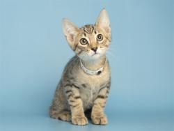 Shelter Stray Male Cat last seen Near BLOCK MARCO POLO RD, Phoenix, AZ 85008