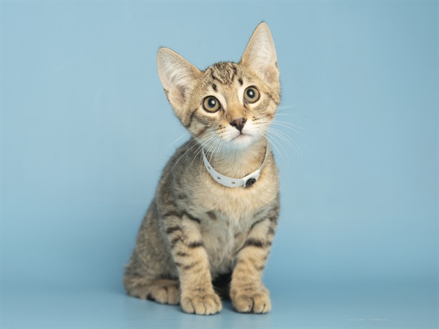 Shelter Stray Male Cat last seen Near BLOCK MARCO POLO RD, Phoenix, AZ 85008