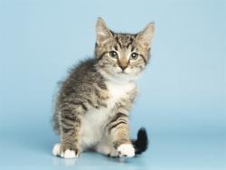 Shelter Stray Male Cat last seen S 27TH AVE & W BUCKEYE RD, Phoenix, AZ 85008