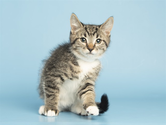 Shelter Stray Male Cat last seen S 27TH AVE & W BUCKEYE RD, Phoenix, AZ 85008