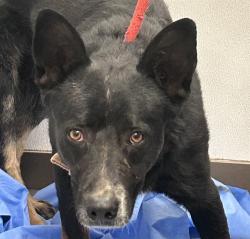 Shelter Stray Male Dog last seen , Tucson, AZ 85745