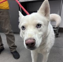 Shelter Stray Male Dog last seen , Tucson, AZ 85745