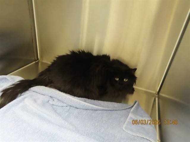 Shelter Stray Male Cat last seen LOOP 101 AND TALKING STICK WAY, Phoenix, AZ 85008