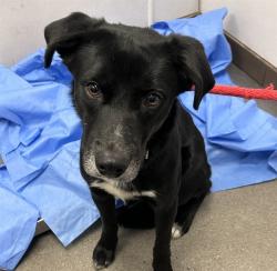 Shelter Stray Male Dog last seen , Tucson, AZ 85745