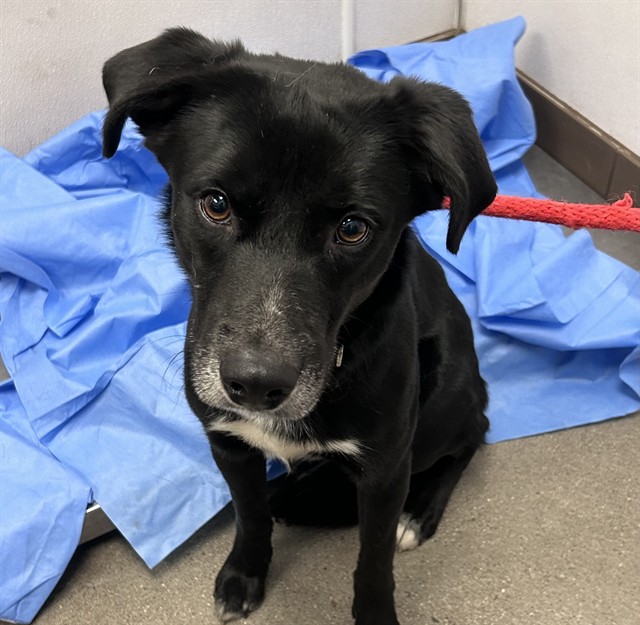 Shelter Stray Male Dog last seen , Tucson, AZ 85745