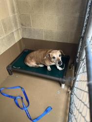 Shelter Stray Male Dog last seen Near BLOCK HOOVER AVE, Chula Vista, CA 91911