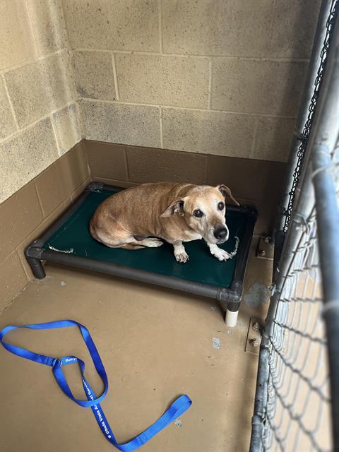 Shelter Stray Male Dog last seen Near BLOCK HOOVER AVE, Chula Vista, CA 91911