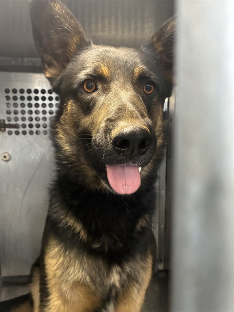 Shelter Stray Unknown Dog last seen , Tucson, AZ 85745