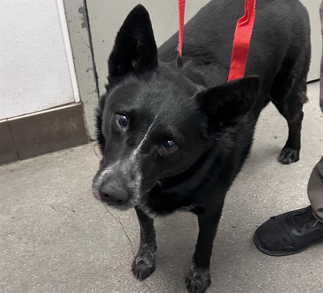 Shelter Stray Female Dog last seen , Tucson, AZ 85745
