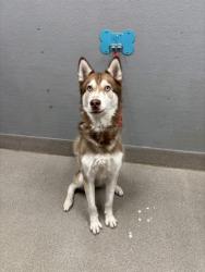 Shelter Stray Male Dog last seen Near BLOCK PEACE WAY, LAS VEGAS NV 89147, Las Vegas, NV 89101