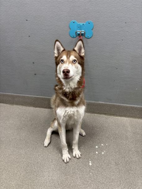 Shelter Stray Male Dog last seen Near BLOCK PEACE WAY, LAS VEGAS NV 89147, Las Vegas, NV 89101
