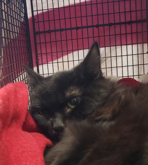 Shelter Stray Female Cat last seen , Tucson, AZ 85745