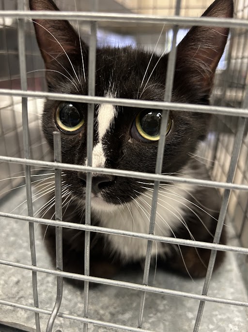 Shelter Stray Female Cat last seen Near BLOCK GEORGE, Las Vegas, NV 89101