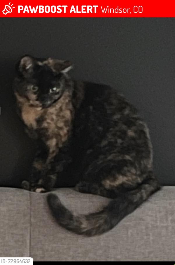 Lost Female Cat last seen Grand Ave and Columbus St in Windsor CO, Windsor, CO 80550