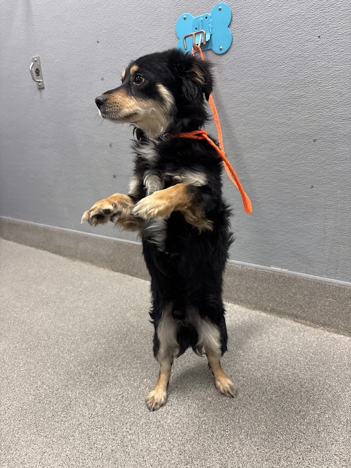 Shelter Stray Male Dog last seen E SUNSET RD & S EASTERN AVE, Las Vegas, NV 89101