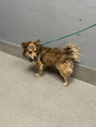 Shelter Stray Male Dog last seen E SUNSET RD & S EASTERN AVE, Las Vegas, NV 89101